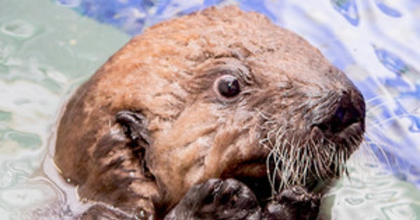 Shark Reef At Mandalay Bay Logo | Desktop Backgrounds for ... This Baby Otter Learning to Swim Is the Cutest Video You ...